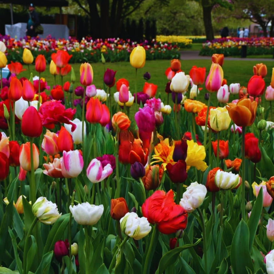 40 Mix Spring Flower Bulbs for Fall Planting, Colorful Flower Bulbs Perennial Outdoor, Top Size Bulb