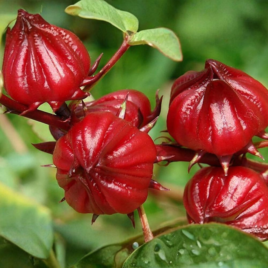 Set 50 Roselle Seeds, Roselle Hibiscus Seeds, Red Hibiscus for Outdoor Gardening