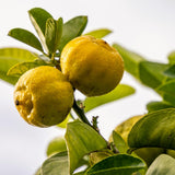 Live Lemon Tree Plant, Lemon Fruit Plant, Tropical Fruit Tree in 4 Inch Pot for Indoor or Outdoor Growing