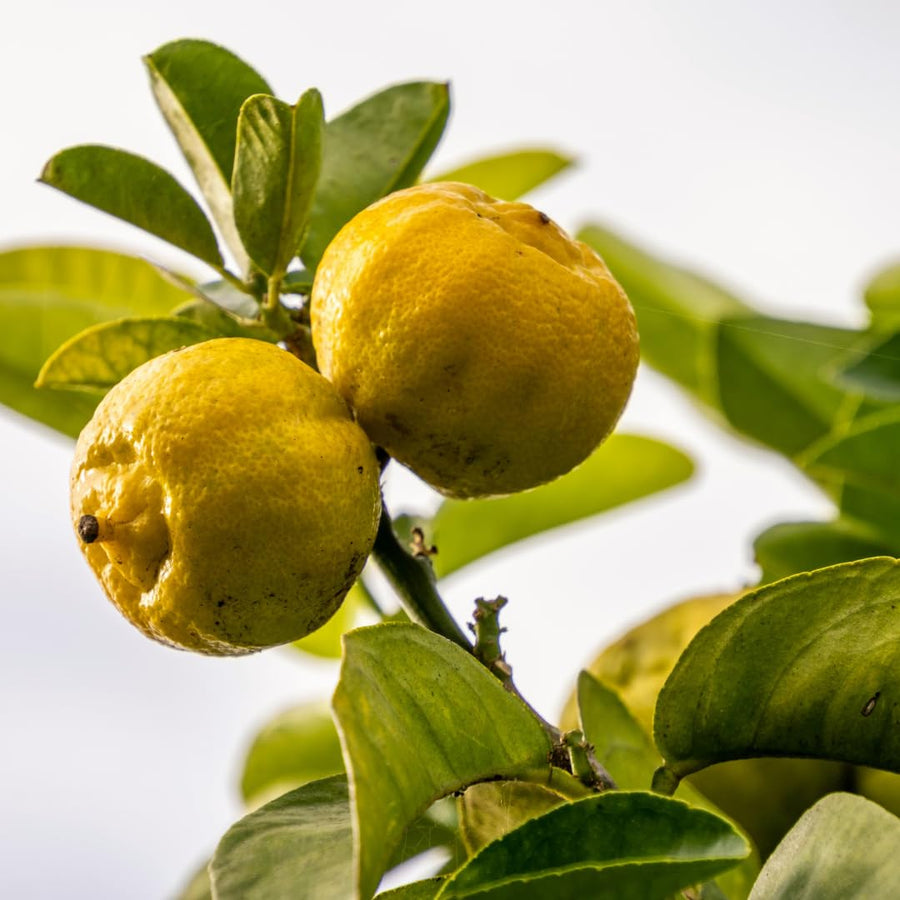 Live Lemon Tree Plant, Lemon Fruit Plant, Tropical Fruit Tree in 4 Inch Pot for Indoor or Outdoor Growing