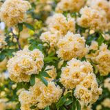 Yellow Roses Live Plants 7 Months Old, Rose Bushes Ready to Plant 5-9" Tall, Very Fragrant, Can Grow As Climber or Bush Tree or Trellises, Walls, Fences