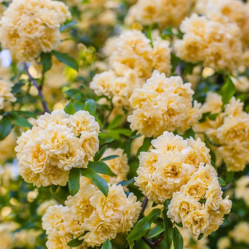 Yellow Roses Live Plants 7 Months Old, Rose Bushes Ready to Plant 5-9" Tall, Very Fragrant, Can Grow As Climber or Bush Tree or Trellises, Walls, Fences