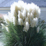 Pack 2 Pampas Grass Plants, Live Pampas Perennial Grasses 4-8 Inches, Ornamental Grass for Outdoor Garden Landscaping - White Pampas