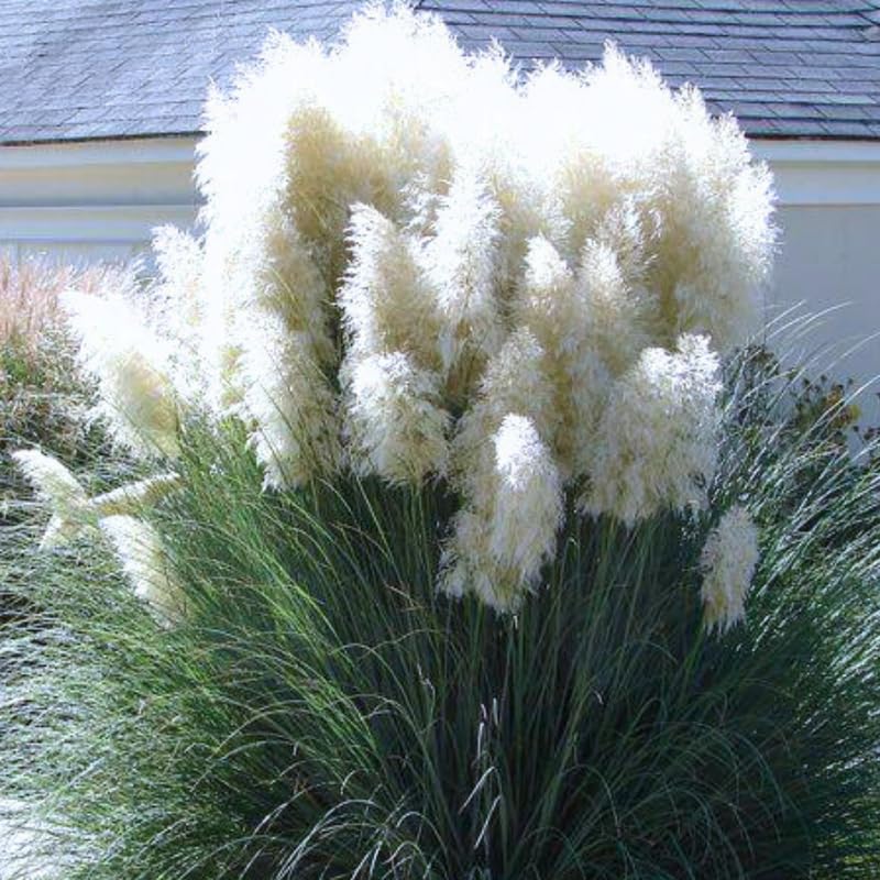 Pack 2 Pampas Grass Plants, Live Pampas Perennial Grasses 4-8 Inches, Ornamental Grass for Outdoor Garden Landscaping - White Pampas
