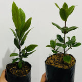 1 Year Old Bay Leaf Tree Live Plant Well-Rooted, 6-10" Tall, Sweet Bay Laurel Laurus Nobilis Plant for Outdoor Indoor Planting Herb