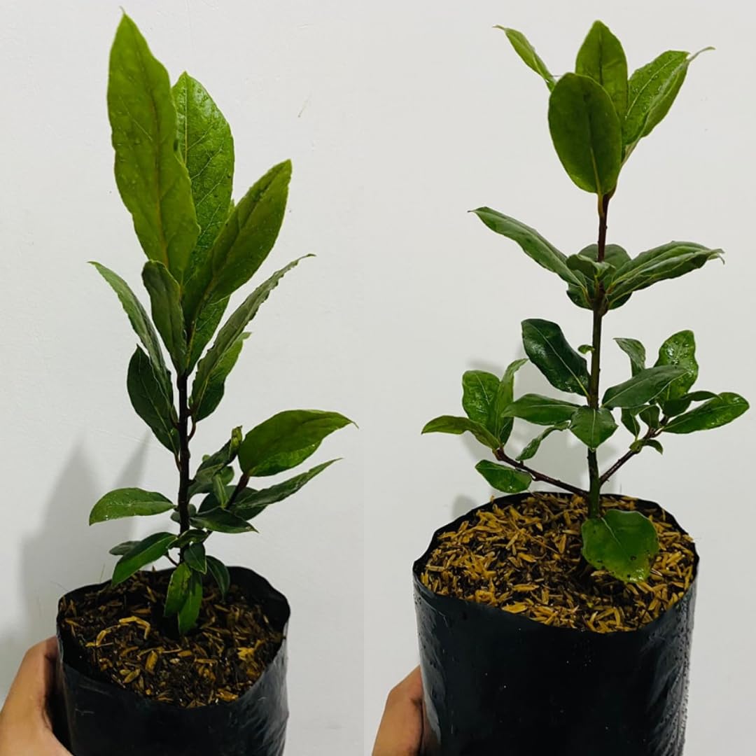1 Year Old Bay Leaf Tree Live Plant Well-Rooted, 6-10" Tall, Sweet Bay Laurel Laurus Nobilis Plant for Outdoor Indoor Planting Herb
