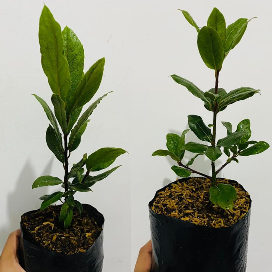 1 Year Old Bay Leaf Tree Live Plant Well-Rooted, 6-10" Tall, Sweet Bay Laurel Laurus Nobilis Plant for Outdoor Indoor Planting Herb