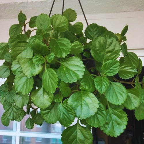 6 Green Swedish Ivy Plants, Plectranthus Plants Live, 4 Inches Potted, Live Swedish Ivy Plant Pot, Swedish Ivy Live Plant for Growing Indoor Outdoor