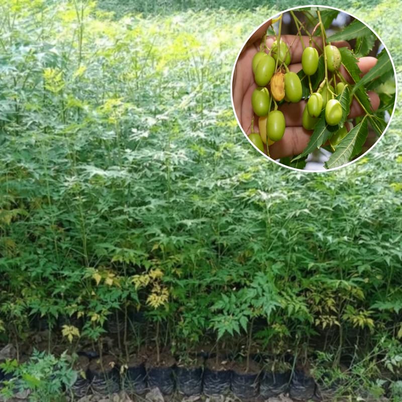 Neem Tree Live Plant in Half Gallon Pot, 8-12" Tall for Outdoor Growing