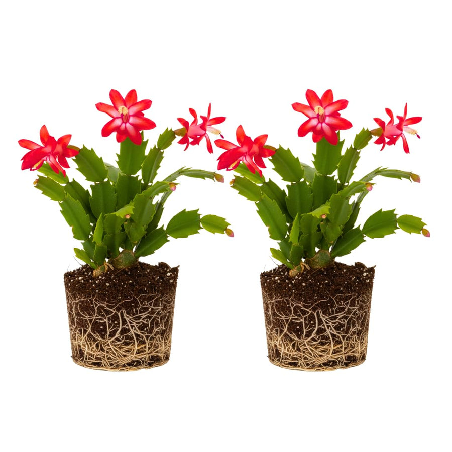 2 Live Red Christmas Cactus Plants, Red Christmas Cactus Plants Live, 4 to 6 Inch, Bare Root, Perennial Flower Holiday Succulent Plant, No Pot