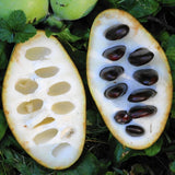 1 Year Old Pawpaw Tree Live Plant Established Root, 7 to 12" Paw Paw Banana Tree Plant Live Pawpaw