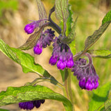 10 Comfrey Roots, Comfrey Plants Live Roots for Planting Outdoor Garden, Fast Growing Perennial Herb Plant