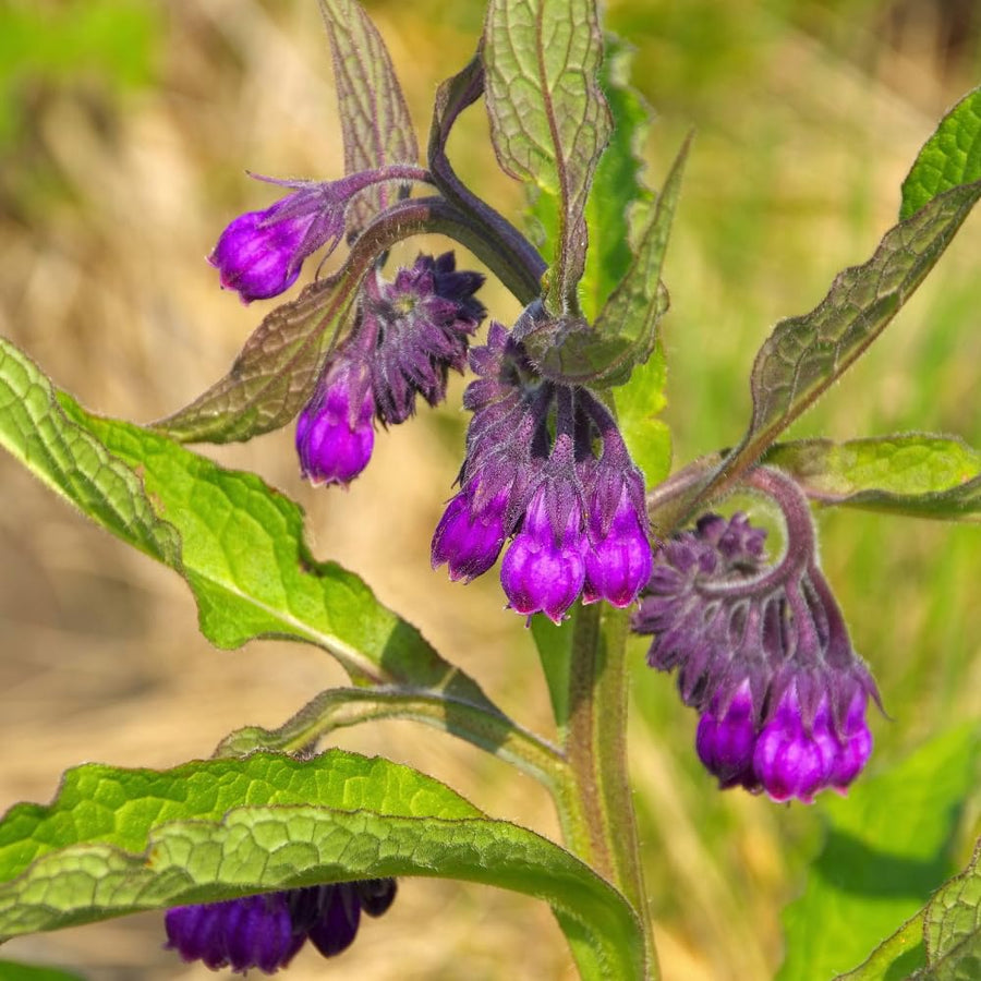 10 Comfrey Roots, Comfrey Plants Live Roots for Planting Outdoor Garden, Fast Growing Perennial Herb Plant