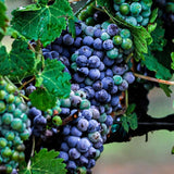 Grape Vine Plant Live for Planting, Grape Plant Live Grape Tree 1 to 2 Years Old, Grape Fruit Tree for Planting, Well-Rooted (Venus Grape)