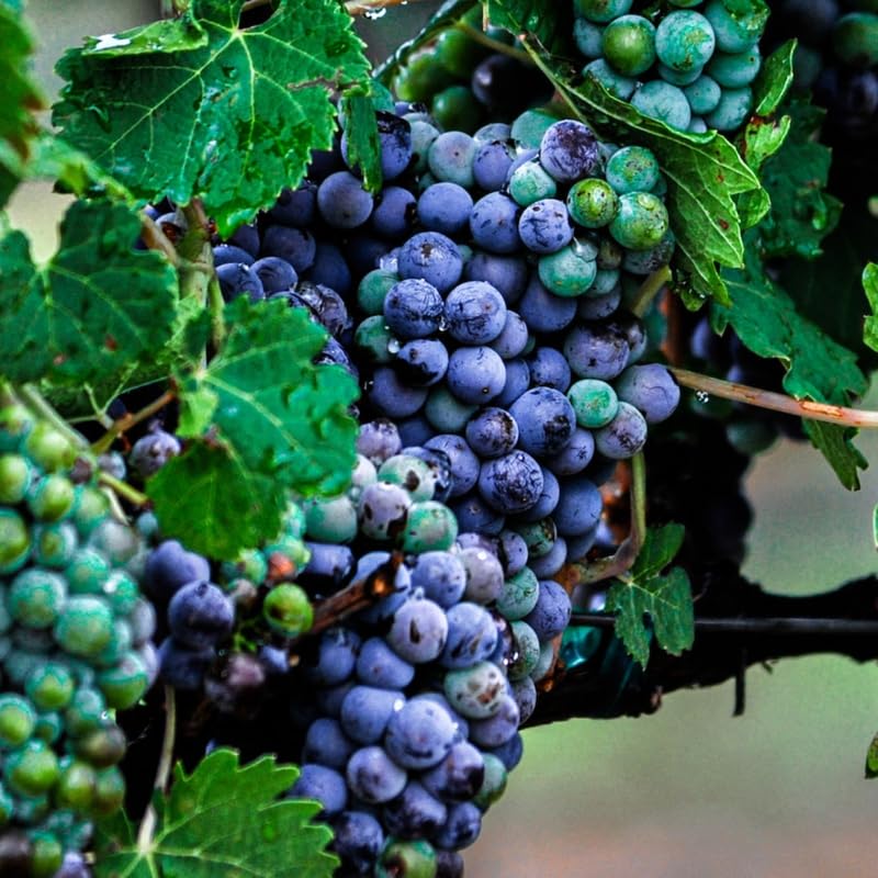 Grape Vine Plant Live for Planting, Grape Plant Live Grape Tree 1 to 2 Years Old, Grape Fruit Tree for Planting, Well-Rooted (Venus Grape)