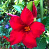 2 Mandevilla Live Plants, Mandevilla Flowering Vines Trellis, 4-9 Inch Tall Plants for Hanging Baskets, Container and Garden Growing (Red)