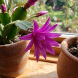 Easter Cactus Live Plant, Easter Cactus Plant 5 Inches in Height, 4 Inch Pot, Bright Bloom Flowering Houseplant for Planting (Purple)