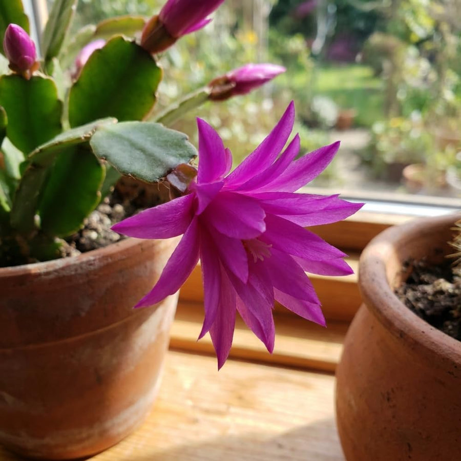 Easter Cactus Live Plant, Easter Cactus Plant 5 Inches in Height, 4 Inch Pot, Bright Bloom Flowering Houseplant for Planting (Purple)