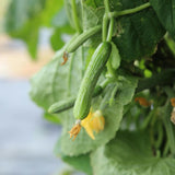 Live Cucumber Vegetable Plant, Green Cucumber Plant Live, 6-8 Inches Tall in 4 Inch Pot, Well-Rooted Vegetable Starter for Outdoor Growing