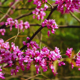 Eastern Redbud Tree Live Plant Bare Root, Red Bud Tree Plant for Gardening, 1-2 Years Old, 28 Inches Tall