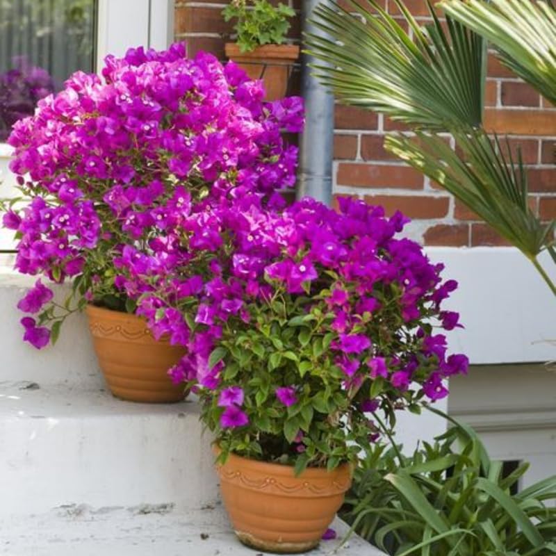 2 Purple Bougainvillea Plants Live, Perennial Bougainvillea Flowers Vine, Outdoor Garden Planting 5-9 Inches