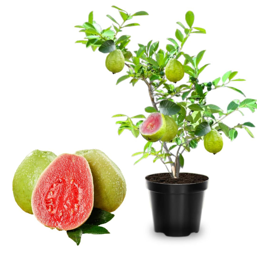 Pink Guava Trees Live Plants 2-2.5 Feet Tall, Cold Hardy Guava Tree Fruit, Zones 9 to 11, Sweet Flavor