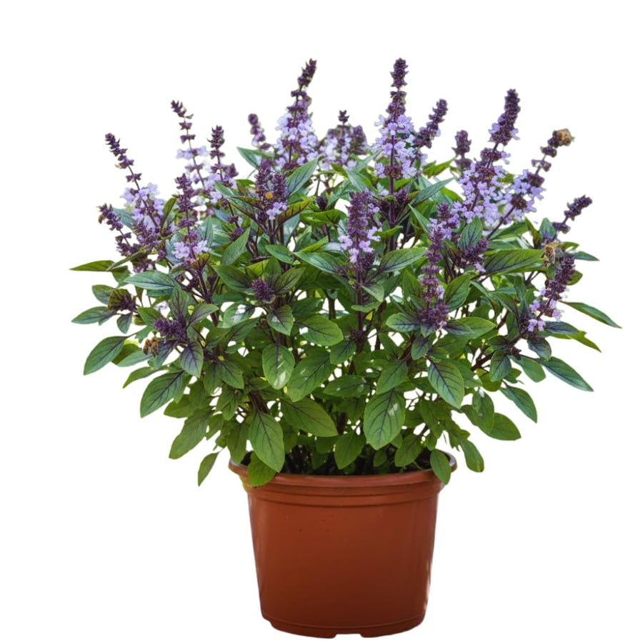 2 African Blue Basil Plants Live, 2 Live Plants, Basil Live Plant, 5 to 7'' Tall, Basil Herb Plants