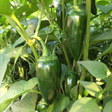 200 Jalapeno Pepper Seeds for Planting, Hot Pepper Seeds, Garden Vegetable Seed, Outdoor Growing