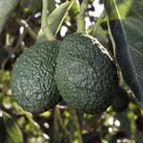 Avocado HASS Tree Live Plant Seedling, 5–10 Inch Tall, Tropical Avocado Fruit Plant for Srping Planting Patio, Garden, and Container Growing