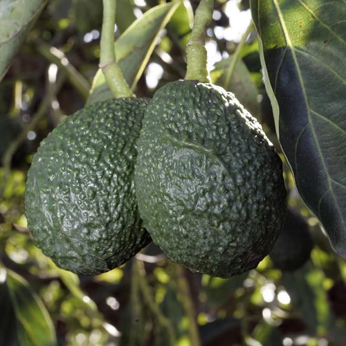 Avocado HASS Tree Live Plant Seedling, 5–10 Inch Tall, Tropical Avocado Fruit Plant for Srping Planting Patio, Garden, and Container Growing