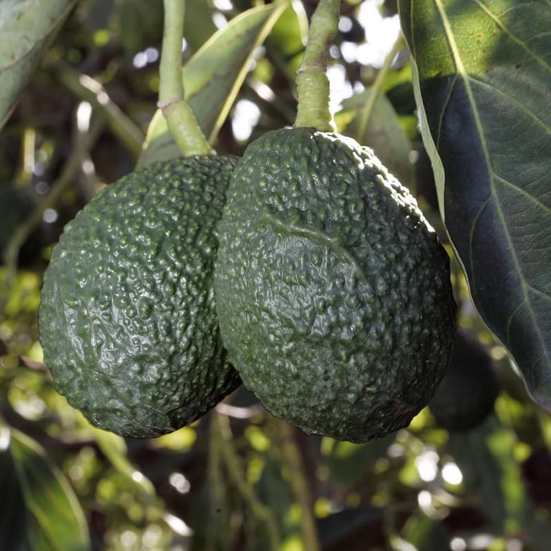 Avocado HASS Tree Live Plant Seedling, 5–10 Inch Tall, Tropical Avocado Fruit Plant for Srping Planting Patio, Garden, and Container Growing