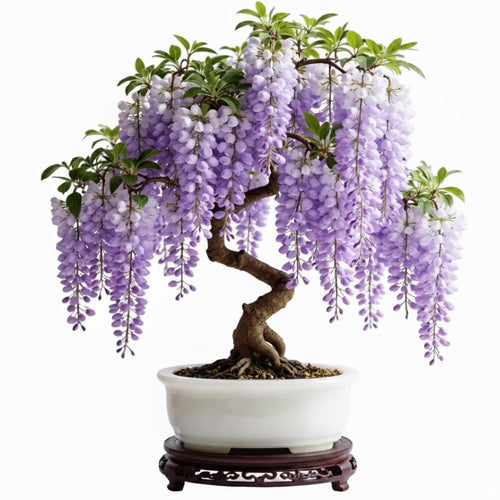Purple Wisteria Tree Live Plant 6-12 Inc Height, Purple Wisteria Plant Live, Wisteria Vine Live Plant, Fragrant Flowers, in Pot