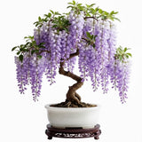Purple Wisteria Tree Live Plant for Planting, 6-12 Inc Tall, Wisteria Vine Fragrant Flowers, Potted Well Plant
