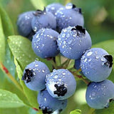 Emerald Blueberry Tree Live Plant Bush in 4" Pot, Sweet and Well-Rooted