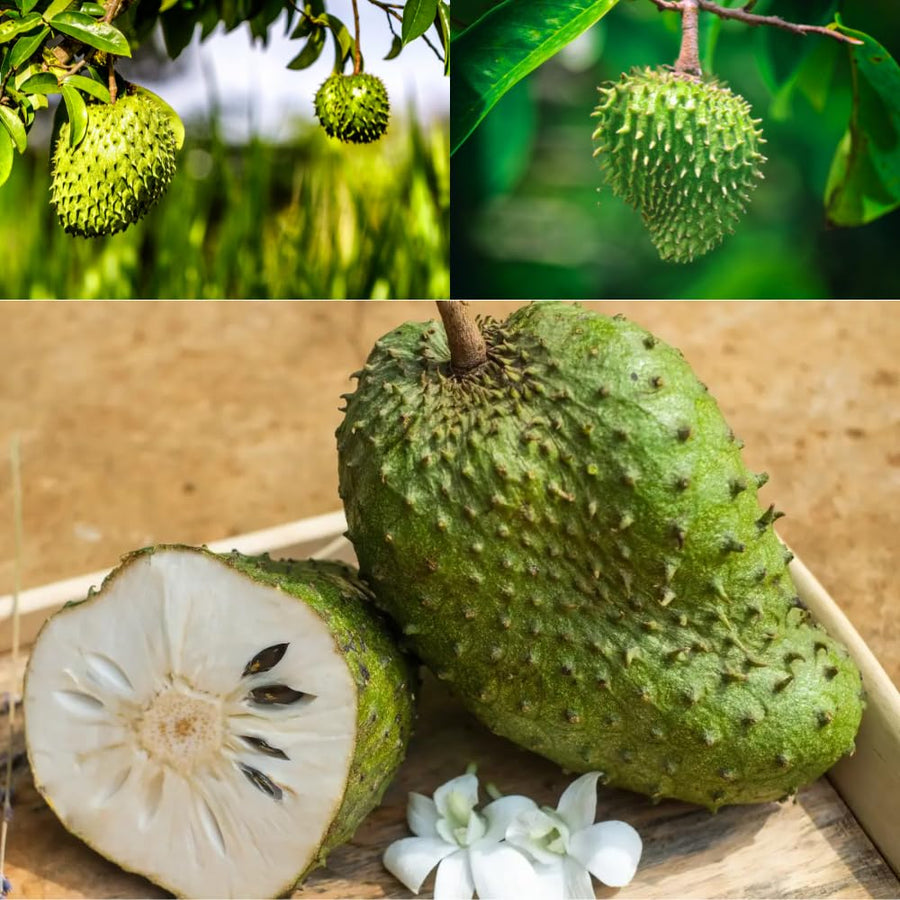 1 Pot Soursop Tree, Annona Muricata Soursop Plant Live for Planting, 6-10 Inch Height, Tropical Soursop Fruit Tree, Half Gallon Pot, Well-Rooted