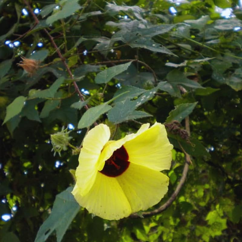 Yellow Cranberry Hibiscus Plants Live, 2 Live Plants, Live Hibiscus Plant Starter Plants from 3 to 5 Inches Tall
