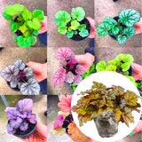 3 Coral Bells Heuchera Perenial Live Plants, Assorted Seasonal Leaves Color Change, Well-Rooted 5-9 Inc Tall, No Pot