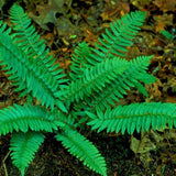 5 Rare Fern Rhizomes Live Plants for Planting, Ferns Live Plants Outdoors Indoors Full Shade, Bare Roots, Fast-Growing