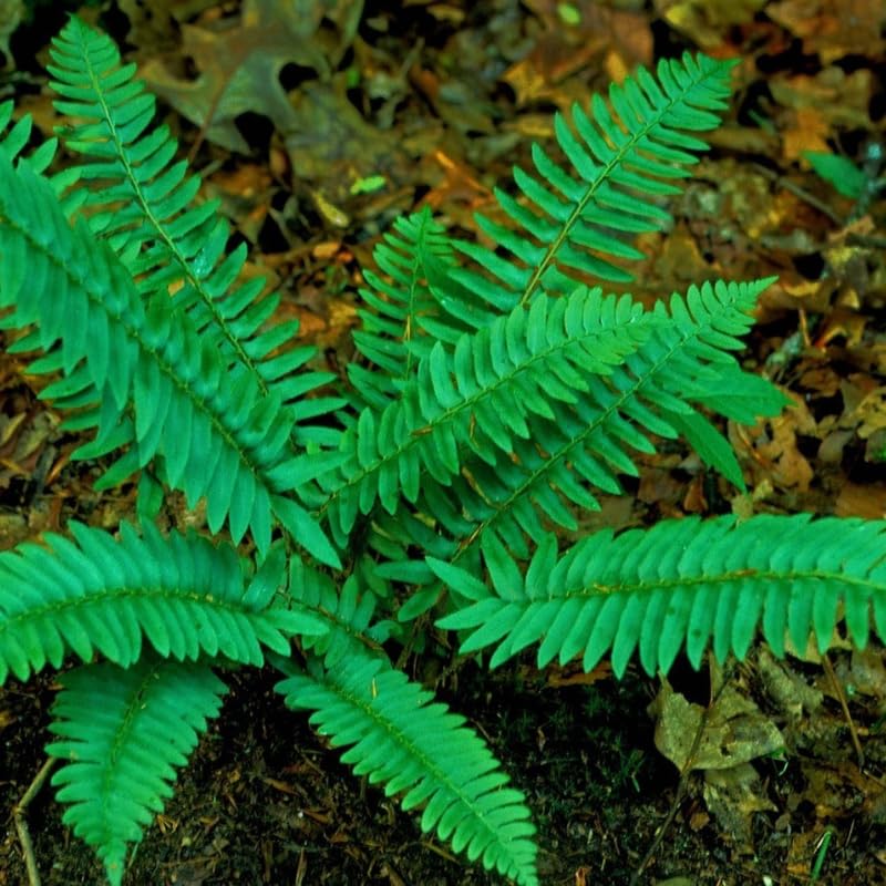5 Rare Fern Rhizomes Live Plants for Planting, Ferns Live Plants Outdoors Indoors Full Shade, Bare Roots, Fast-Growing