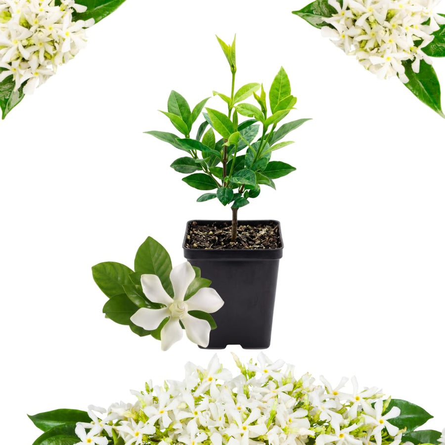 White Jasmine Plant Live, Fragrant Jasmine Climbing Vine, 4-7 Inches Tall for Growing (Star Jasmine)