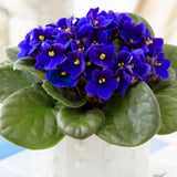 African Violet Live Plant Houseplant in 4" Pot, Blooming Indoor Plant for Home or Office with Vibrant Flowers (Blue African Violet)