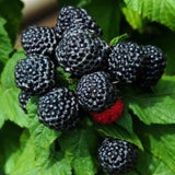 Black Raspberry Plant Live for Planting, Black Raspberry Bush Live Plant Potted 20-30 Inch Tall, Sweet Raspberry Fruit Tree