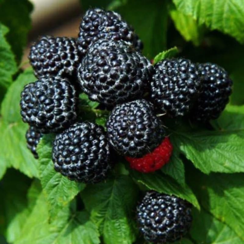 Black Raspberry Plant Live for Planting, Black Raspberry Bush Live Plant Potted 20-30 Inch Tall, Sweet Raspberry Fruit Tree