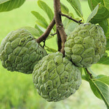 Sweet Sugar Apple Plant Live, 1 Year Old Annona Squamosa 6-8" in Tall Potted, Tropical Fruit Tree for Tropical Fruit Outdoor Growing, Zones 9-11