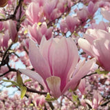 Magnolia Tree Live Plant in 2.5'' Pot, Magnolia Starter Tree, Ornamental Flowering Tree, Outdoor or Container Growing (Saucer Magnolia)