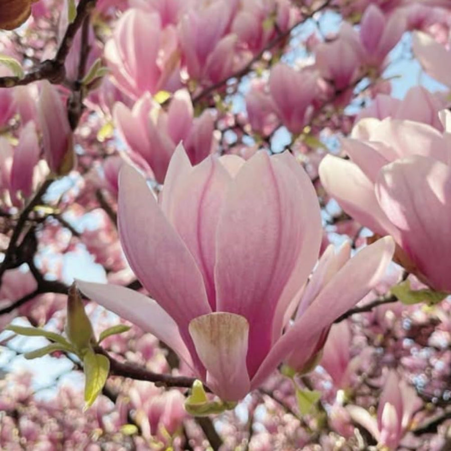 Magnolia Tree Live Plant in 2.5'' Pot, Magnolia Starter Tree, Ornamental Flowering Tree, Outdoor or Container Growing (Saucer Magnolia)