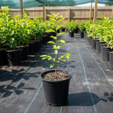 Sugar Apple Tree Live Plant 8-12 Inch Tall, Half Gallon Pot, Annona Squamosa Sugar Apple Plant Live, Tropical Sweetsop Fruit Tree