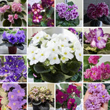 1 Random African Violets Live Plants House Plants in 4" Pot, Vibrant Blooms for Indoor Décor, Home or Office, Easy to Grow
