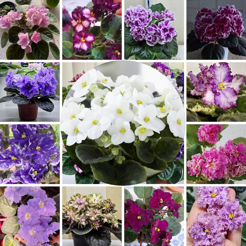 1 Random African Violets Live Plants House Plants in 4" Pot, Vibrant Blooms for Indoor Décor, Home or Office, Easy to Grow