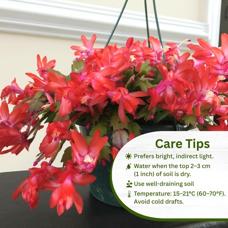 2 Christmas Cactus Plants Live, Holiday Blooming Indoor Plants Live Houseplants, Hanging Baskets Easy Care, Well-Rooted 5-8" Tall, No Pot, Bareroots, Single Stems (Purple Christmas Cactus)